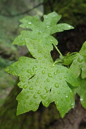 Platanus orientalis \ Orientalische Platane, Rhodos Petaloudes 4.4.2019