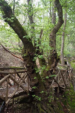 Platanus orientalis / Oriental Plane-Tree, Rhodos Petaloudes 4.4.2019