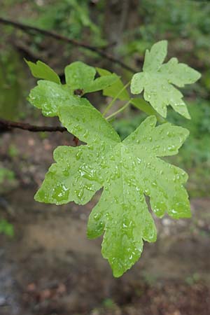 Platanus orientalis \ Orientalische Platane, Rhodos Petaloudes 4.4.2019