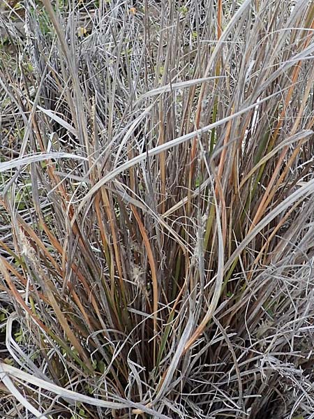 Calamagrostis arenaria \ Strand-Hafer / European Marram Grass, European Beach Grass, Rhodos Kamiros 22.3.2023