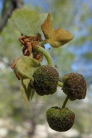 Platanus orientalis / Oriental Plane-Tree, Rhodos Moni Artamiti 27.3.2023