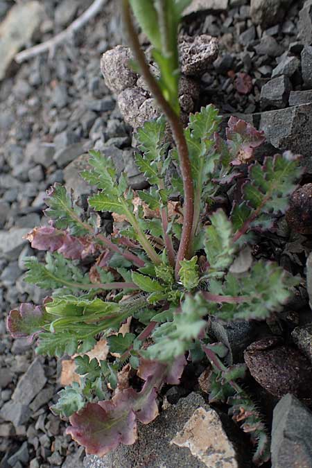 Papaver purpureomarginatum \ Rotrandiger Mohn / Red-fringed Poppy, Rhodos Moni Artamiti 16.3.2023