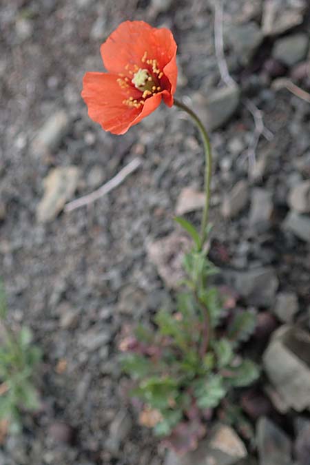 Papaver purpureomarginatum \ Rotrandiger Mohn / Red-fringed Poppy, Rhodos Moni Artamiti 16.3.2023