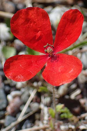 Papaver purpureomarginatum \ Rotrandiger Mohn / Red-fringed Poppy, Rhodos Archangelos 26.3.2023
