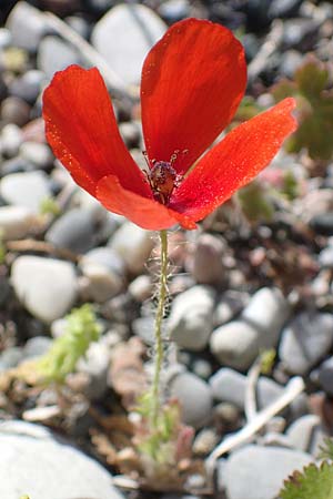 Papaver purpureomarginatum \ Rotrandiger Mohn / Red-fringed Poppy, Rhodos Archangelos 26.3.2023