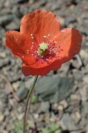 Papaver purpureomarginatum \ Rotrandiger Mohn / Red-fringed Poppy, Rhodos Moni Artamiti 27.3.2023