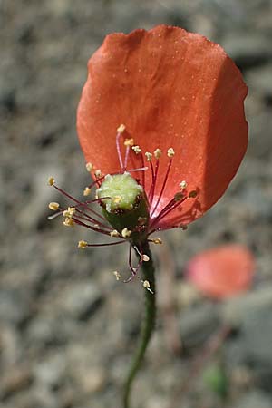 Papaver purpureomarginatum \ Rotrandiger Mohn / Red-fringed Poppy, Rhodos Moni Artamiti 27.3.2023