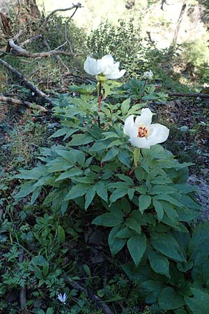 Paeonia clusii subsp. rhodia \ Rhodische Pfingstrose / Rhodian Peony, Rhodos Profitis Ilias 25.3.2019