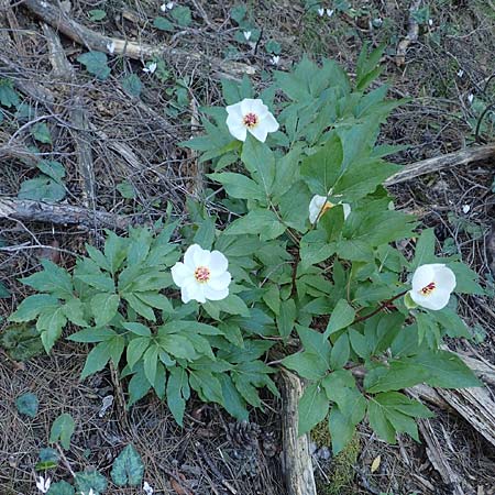 Paeonia clusii subsp. rhodia / Rhodian Peony, Rhodos Profitis Ilias 25.3.2019