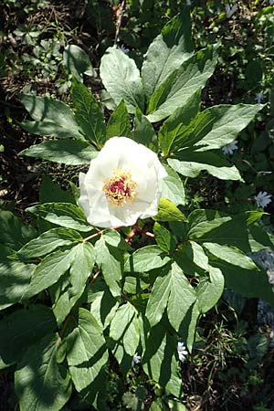 Paeonia clusii subsp. rhodia / Rhodian Peony, Rhodos Profitis Ilias 25.3.2019