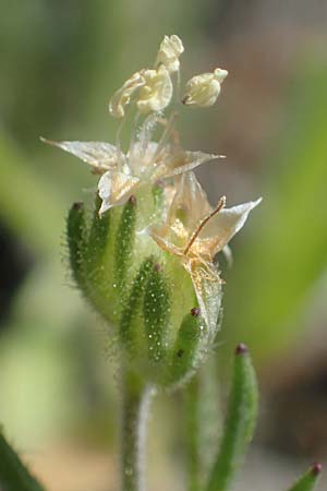 Plantago afra \ Flohsamen-Wegerich / Fleawort, Rhodos Moni Artamiti 16.3.2023