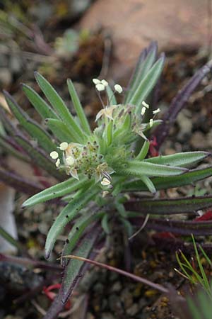 Plantago afra \ Flohsamen-Wegerich / Fleawort, Rhodos Moni Artamiti 16.3.2023