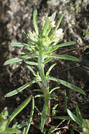 Plantago afra \ Flohsamen-Wegerich, Rhodos Archangelos 17.3.2023