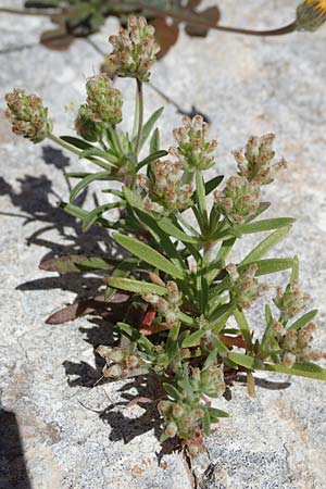 Plantago afra \ Flohsamen-Wegerich / Fleawort, Rhodos Lindos 20.3.2023