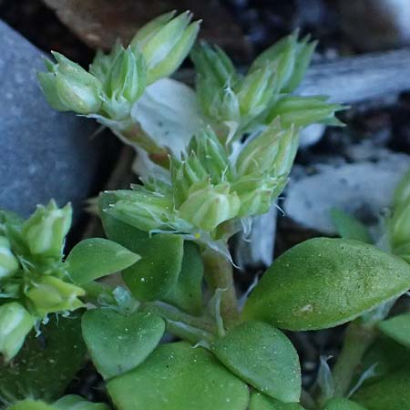 Polycarpon tetraphyllum \ Vierblttriges Nagelkraut / Four-Leaved Allseed, Rhodos Haraki 15.3.2023