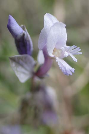 Polygala venulosa \ Geaderte Kreuzblume, Geadertes Kreuzblmchen / Eastern Milkwort, Rhodos Kattavia 1.4.2019