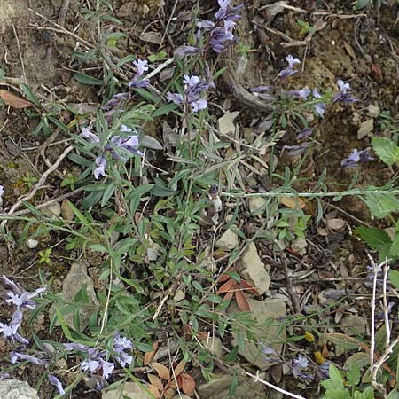 Polygala venulosa \ Geaderte Kreuzblume, Geadertes Kreuzblmchen / Eastern Milkwort, Rhodos Kattavia 1.4.2019