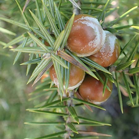 Juniperus oxycedrus \ Zedern-Wacholder, Rhodos Apolakkia 3.4.2019