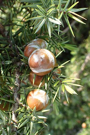 Juniperus oxycedrus \ Zedern-Wacholder, Rhodos Apolakkia 3.4.2019