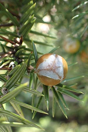 Juniperus oxycedrus \ Zedern-Wacholder, Rhodos Apolakkia 3.4.2019