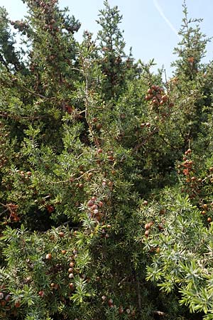 Juniperus oxycedrus \ Zedern-Wacholder, Rhodos Apolakkia 3.4.2019