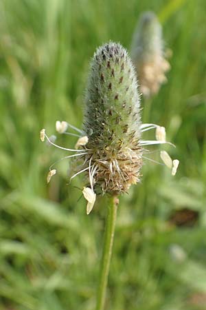 Plantago lagopus \ Hasenfu-Wegerich / Hare's Foot Plantain, Rhodos Apolakkia 3.4.2019