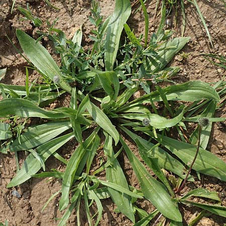 Plantago lagopus \ Hasenfu-Wegerich, Rhodos Apolakkia 3.4.2019