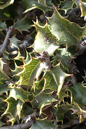 Quercus coccifera \ Kermes-Eiche, Stech-Eiche, Rhodos Attaviros 23.3.2023