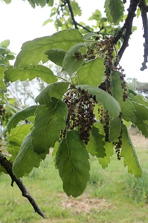 Quercus ithaburensis subsp. macrolepis \ Wallonen-Eiche / Valonian Oak, Tabor Oak, Rhodos Philerimos 29.3.2019