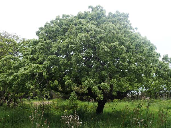 Quercus ithaburensis subsp. macrolepis \ Wallonen-Eiche / Valonian Oak, Tabor Oak, Rhodos Philerimos 29.3.2019