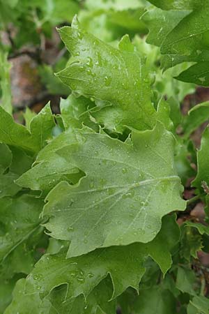 Quercus ithaburensis subsp. macrolepis \ Wallonen-Eiche / Valonian Oak, Tabor Oak, Rhodos Philerimos 29.3.2019