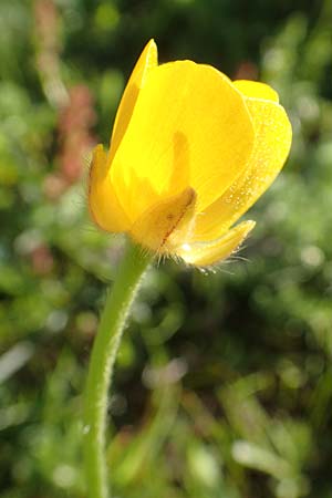 Ranunculus paludosus \ Kerbel-Hahnenfu, Tmpel-Hahnenfu, Rhodos Profitis Ilias 25.3.2019