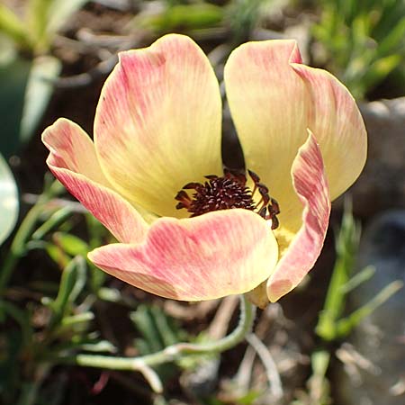 Ranunculus asiaticus var. flavus \ Asiatischer Hahnenfu / Persian Buttercup, Turban Buttercup, Rhodos Prasonisi 26.3.2019