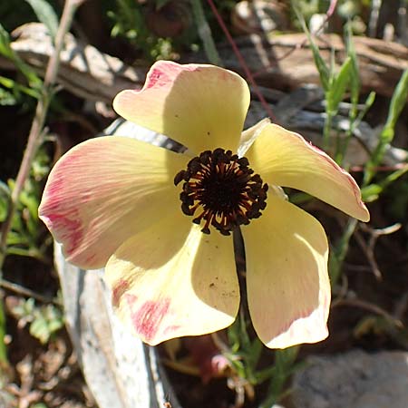 Ranunculus asiaticus var. flavus \ Asiatischer Hahnenfu / Persian Buttercup, Turban Buttercup, Rhodos Prasonisi 26.3.2019