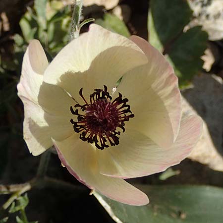 Ranunculus asiaticus var. albus \ Asiatischer Hahnenfu / Persian Buttercup, Turban Buttercup, Rhodos Prasonisi 26.3.2019