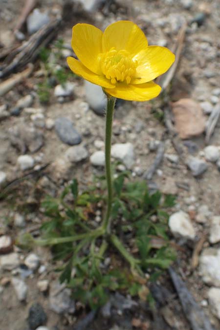 Ranunculus paludosus \ Kerbel-Hahnenfu, Tmpel-Hahnenfu, Rhodos Epta Piges 27.3.2019