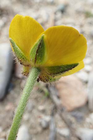 Ranunculus paludosus \ Kerbel-Hahnenfu, Tmpel-Hahnenfu, Rhodos Epta Piges 27.3.2019