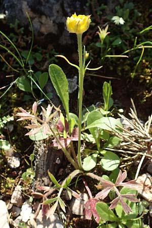 Ranunculus paludosus \ Kerbel-Hahnenfu, Tmpel-Hahnenfu, Rhodos Profitis Ilias 2.4.2019