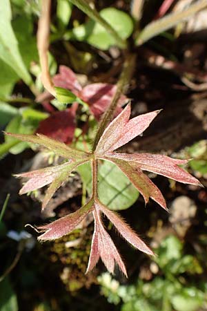 Ranunculus paludosus \ Kerbel-Hahnenfu, Tmpel-Hahnenfu, Rhodos Profitis Ilias 2.4.2019