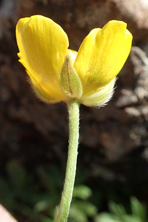 Ranunculus paludosus \ Kerbel-Hahnenfu, Tmpel-Hahnenfu, Rhodos Profitis Ilias 2.4.2019