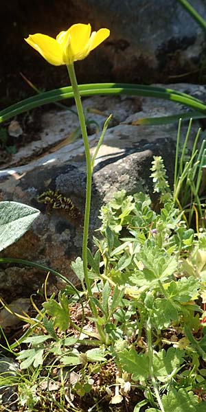 Ranunculus paludosus \ Kerbel-Hahnenfu, Tmpel-Hahnenfu / Fan-Leaved Buttercup, Jersey Buttercup, Rhodos Profitis Ilias 2.4.2019