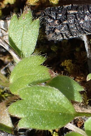 Ranunculus paludosus \ Kerbel-Hahnenfu, Tmpel-Hahnenfu / Fan-Leaved Buttercup, Jersey Buttercup, Rhodos Moni Artamiti 16.3.2023