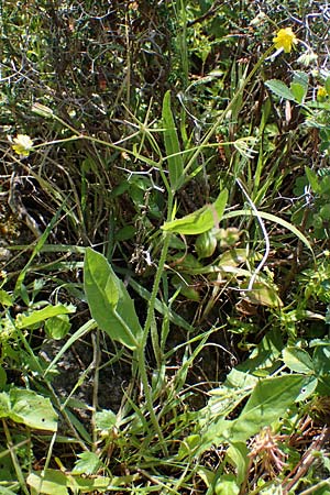 Rhagadiolus stellatus \ Stern-Lattich, Rhodos Archangelos 17.3.2023