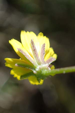 Rhagadiolus stellatus \ Stern-Lattich, Rhodos Archangelos 17.3.2023