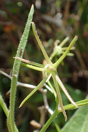 Rhagadiolus stellatus \ Stern-Lattich / Star Hawk-Bit, Rhodos Archangelos 17.3.2023