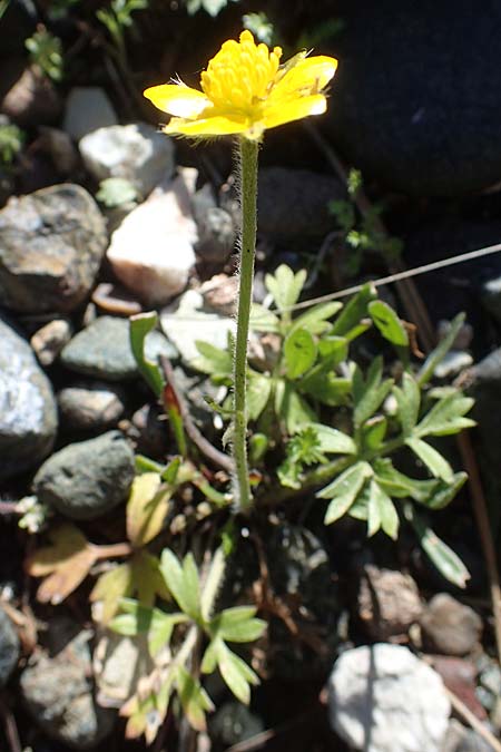 Ranunculus paludosus \ Kerbel-Hahnenfu, Tmpel-Hahnenfu, Rhodos Skoutouljaris - Schlucht 19.3.2023