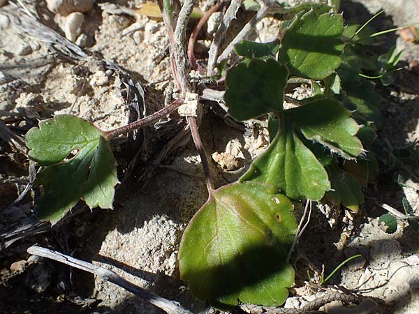Ranunculus asiaticus var. sanguineus \ Asiatischer Hahnenfu / Persian Buttercup, Turban Buttercup, Rhodos Lindos 20.3.2023