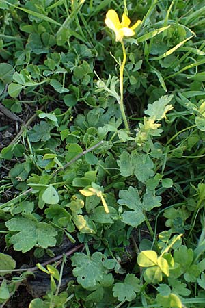 Ranunculus sardous \ Sardischer Hahnenfu, Rauher Hahnenfu / Hairy Buttercup, Rhodos Kimisala-Doline 24.3.2023