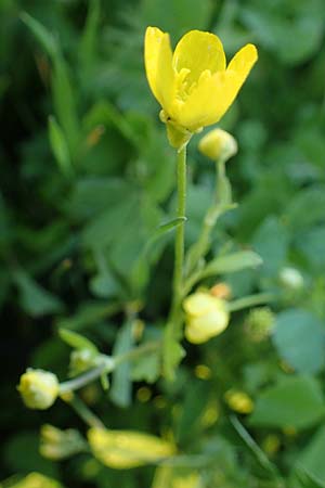 Ranunculus sardous / Hairy Buttercup, Rhodos Kimisala-Doline 24.3.2023