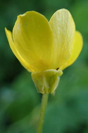 Ranunculus sardous \ Sardischer Hahnenfu, Rauher Hahnenfu / Hairy Buttercup, Rhodos Kimisala-Doline 24.3.2023